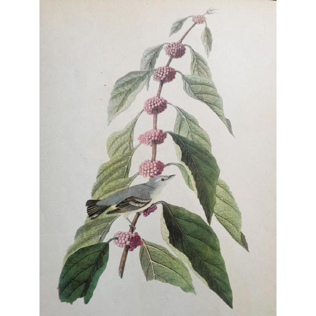 c1946 Audubon Print, #49 Cerulean Warbler: John James Audubon, book plate print, # 49 Cerulean Warbler, taken from a 1946 edition of "The Birds Of America." 8 1/2" X 11 1/2" print size. Comes with 11" X 14" mat.