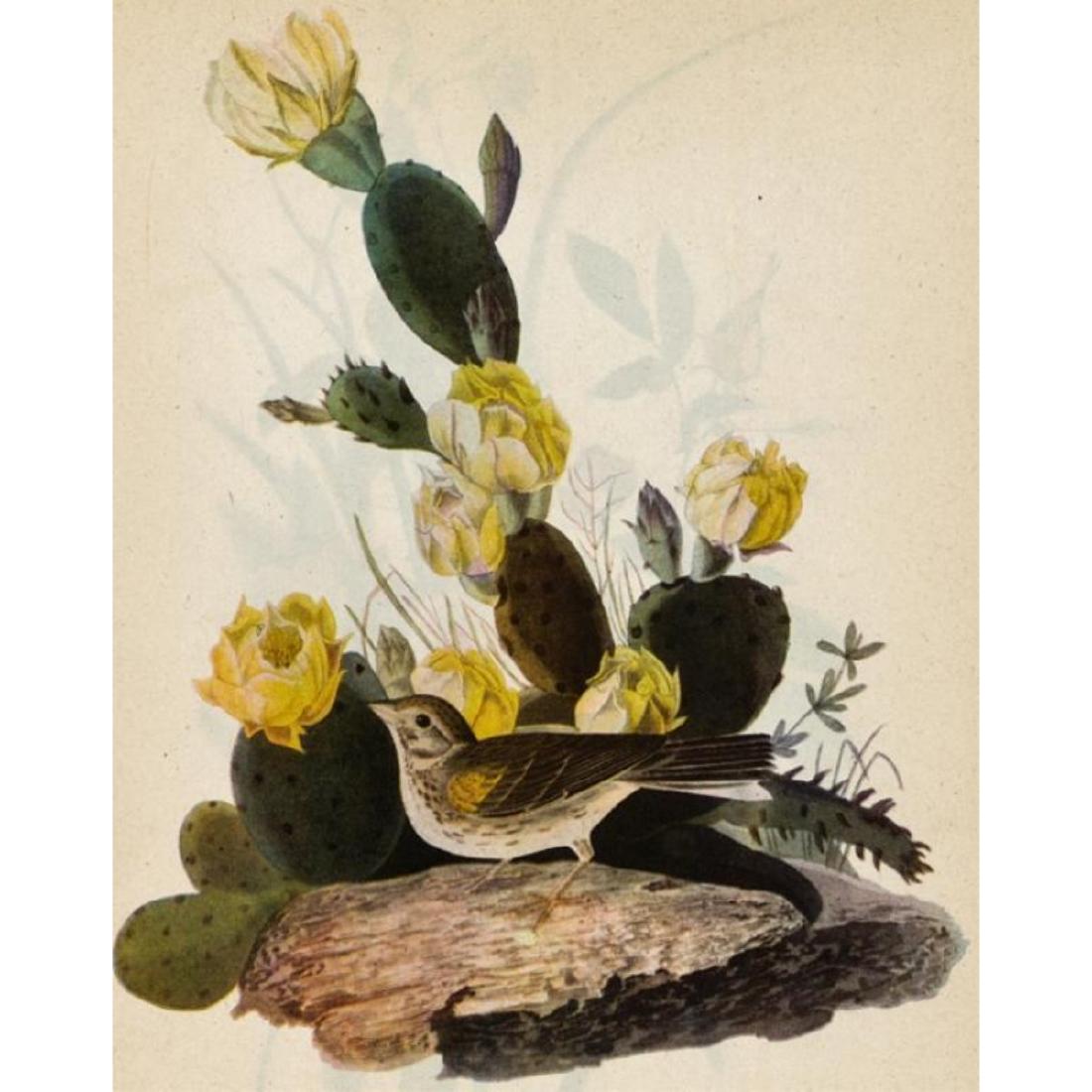 c1946 Audubon Print, Vesper Sparrow: John James Audubon, original book plate print, from a 1946 edition of "The Birds of America". Comes with 11" X 14" mat.