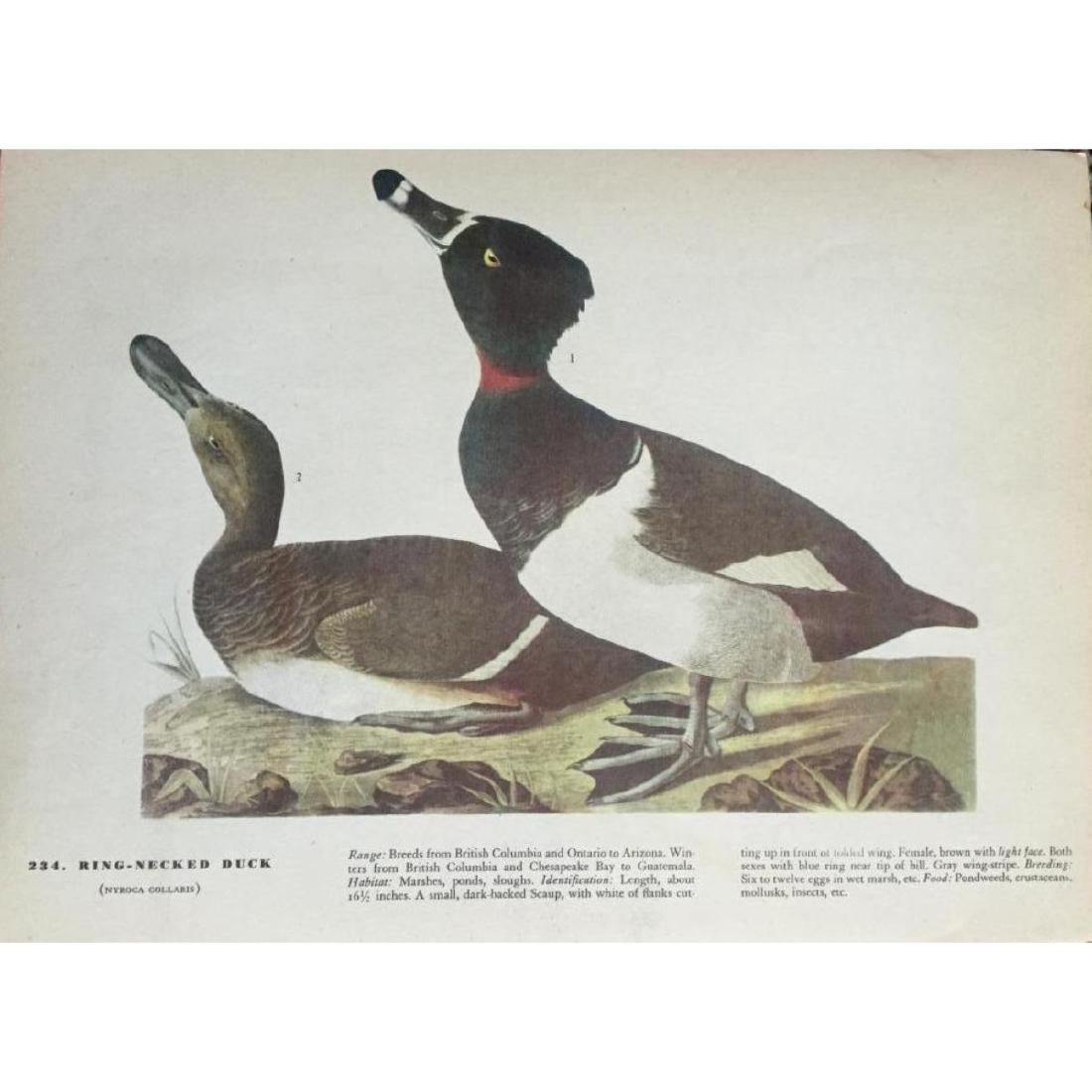 c1946 Audubon Print, #294 Ring-Necked Duck: John James Audubon book plate print #234 Ring-Necked Duck, from a 1946 edition of The Birds Of America. 8 1/2" X 11". Comes with 11" X 14" mat.