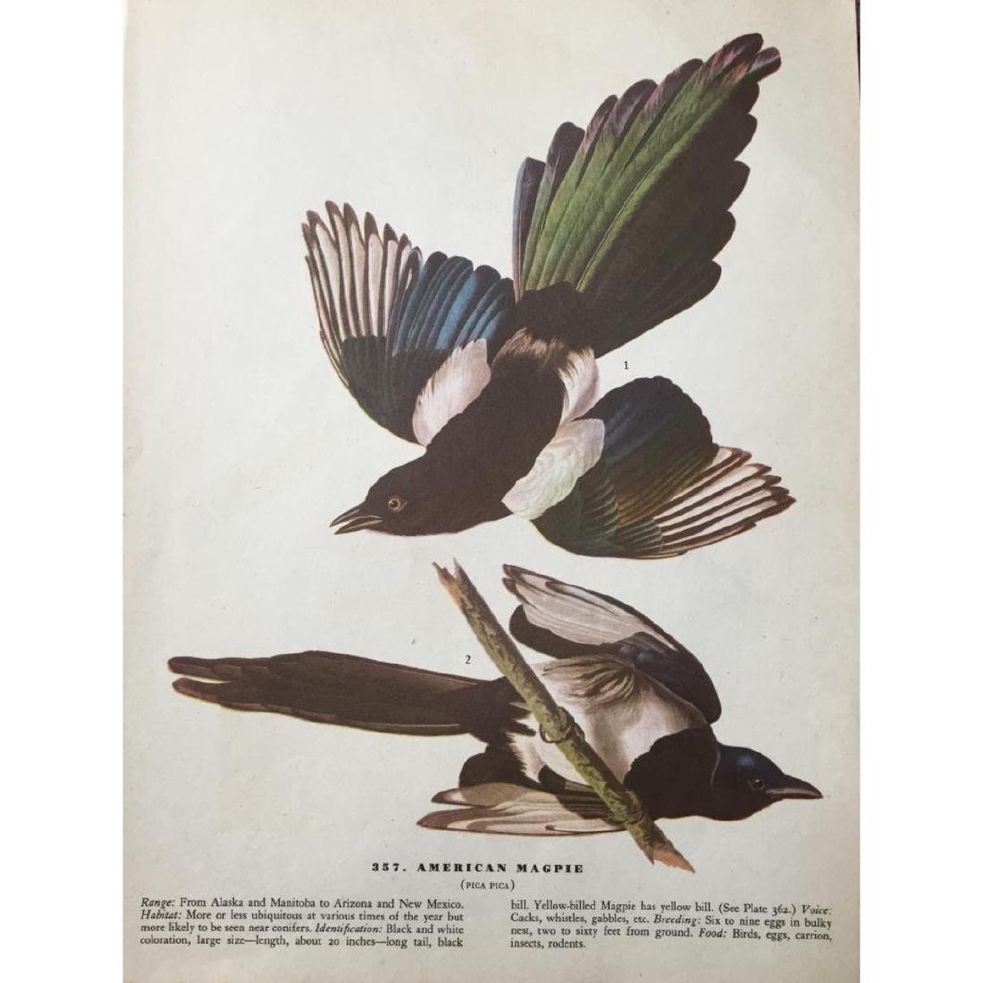 c1946 Audubon Print, #357 American Magpie: John James Audubon, book plate print, # 357 Magpie, from a 1946 edition of "The Birds Of America". 8 1/2" X 11 1/2". Comes with 11" X 14" mat.