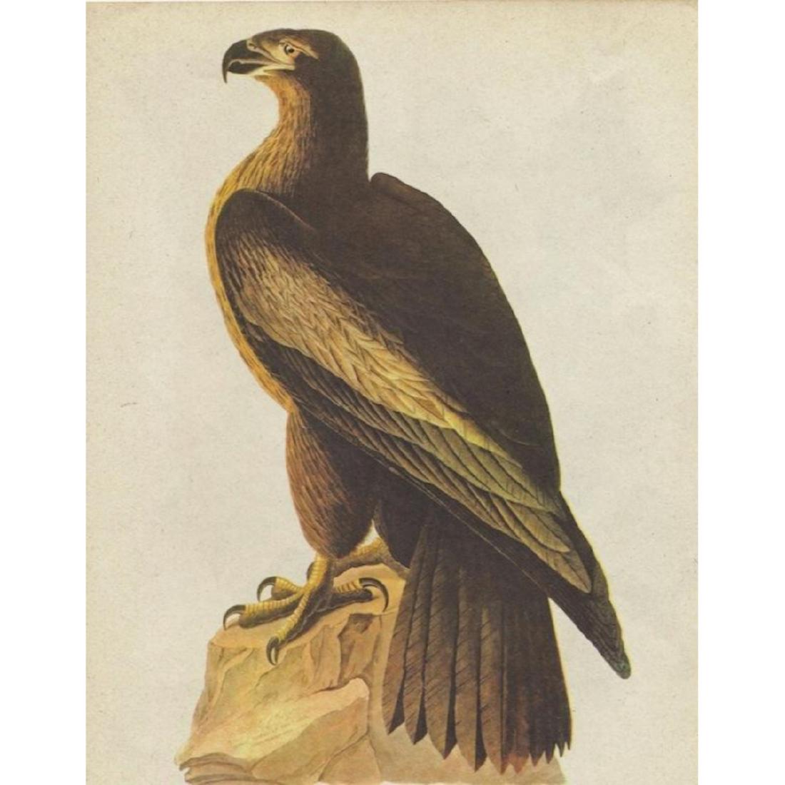 Vintage Audubon Print, Bald Eagle: Vintage, mid 20th Century colour plate print, Bald Eagle, with commentary on the reverse, from "Audubon Birds of America, Fifty Selections with Commentaries by Roger Troy Peterson". 9" X 12".