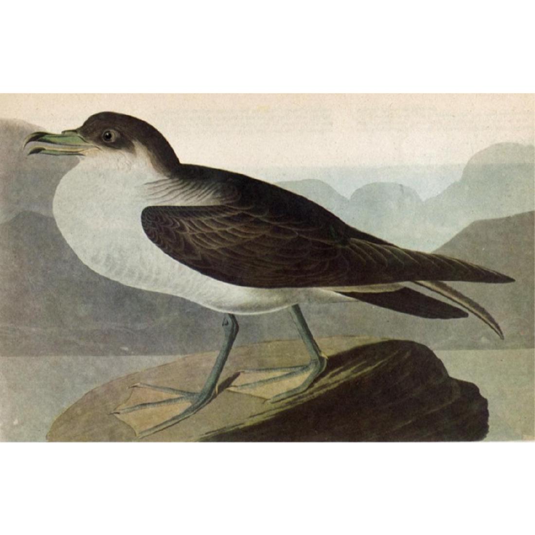 c1946 Audubon Print, Greater Shearwater #283: Vintage original book plate print, from a c1946 edition of The Birds of America by John James Audubon. #283 Greater Shearwater. 8 1/2" X 11 1/2". Comes with mat.