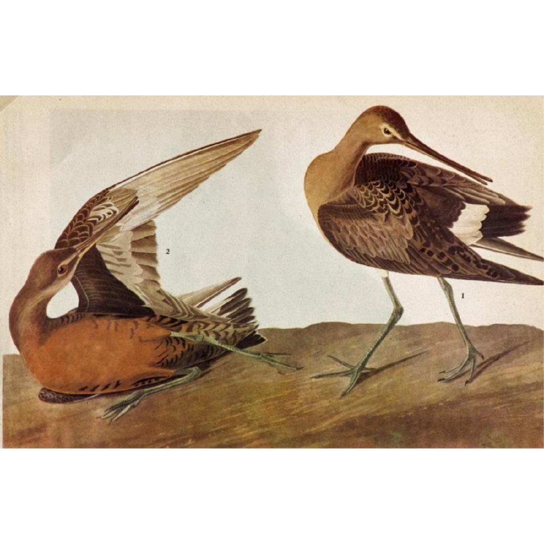 c1946 Audubon Print, #258 Hudsonian Godwit: John James Audubon, original book plate print, #258 Hudsonian Godwit , from a 1946 edition of "The Birds of America" 8 1/2" X 11 1/2. Comes with 11" X 14" mat.