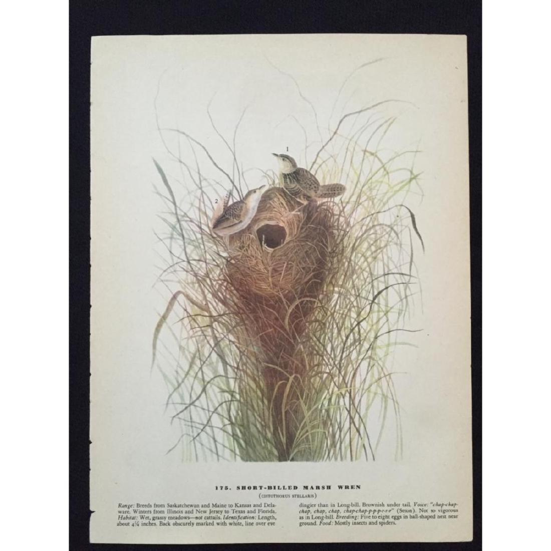 c1946 Audubon Print, #175 Short-Billed Marsh Wren: John James Audubon, book plate print, # 175 Short-Billed Marsh Wren, from a 1946 edition of "The Birds Of America". 8 1/2" X 11 1/2" print size. Comes with 11" X 14" mat.