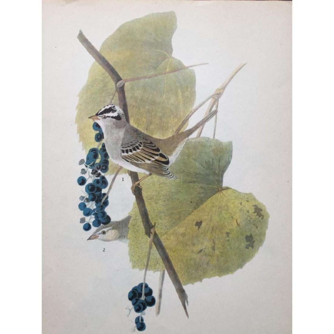 c1946 Audubon Print, White-Crowned Sparrow: John James Audubon book plate print, from a 1946 edition of "The Birds Of America." # 114 White-Crowned Sparrow. 8 1/2" X 11 1/2". Comes with mat.
