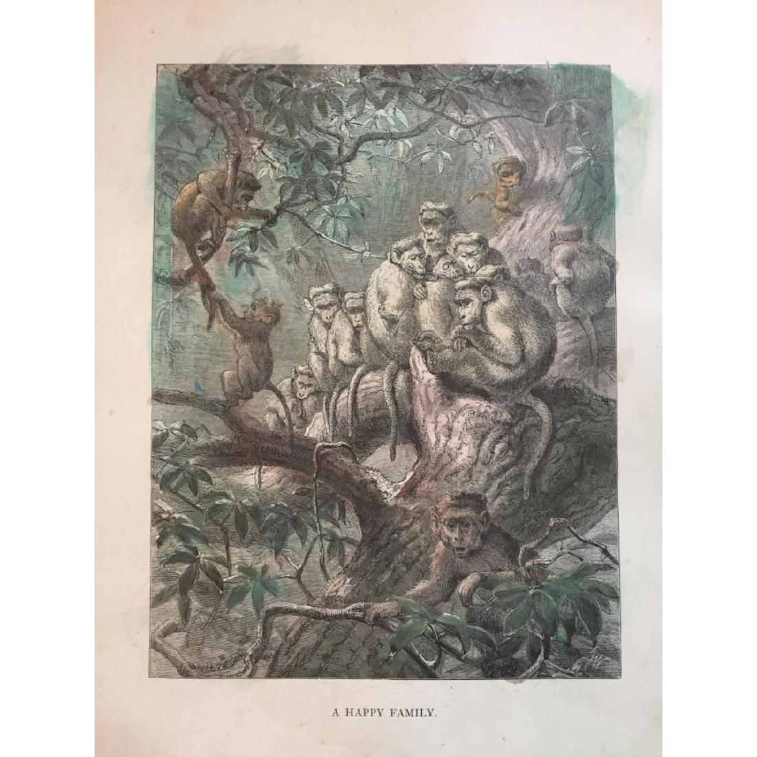 19thc Engraving, Baboon Family: Original 19th Century engraving, book plate print, from an 1874 edition of The Life & Habits Of Wild Animals. Illustrations by German-British artist Joseph Wolf ( 1820 - 1899 ). Wolf worked at the Bri