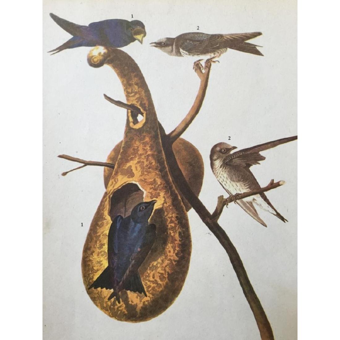 c1946 Audubon Print, #22 Purple Martin: John James Audubon book plate print, from a 1946 edition of "The Birds Of America". #22 Purple Martin. 8 1/2" X 11 1/2". Comes with 11'x 14" mat.