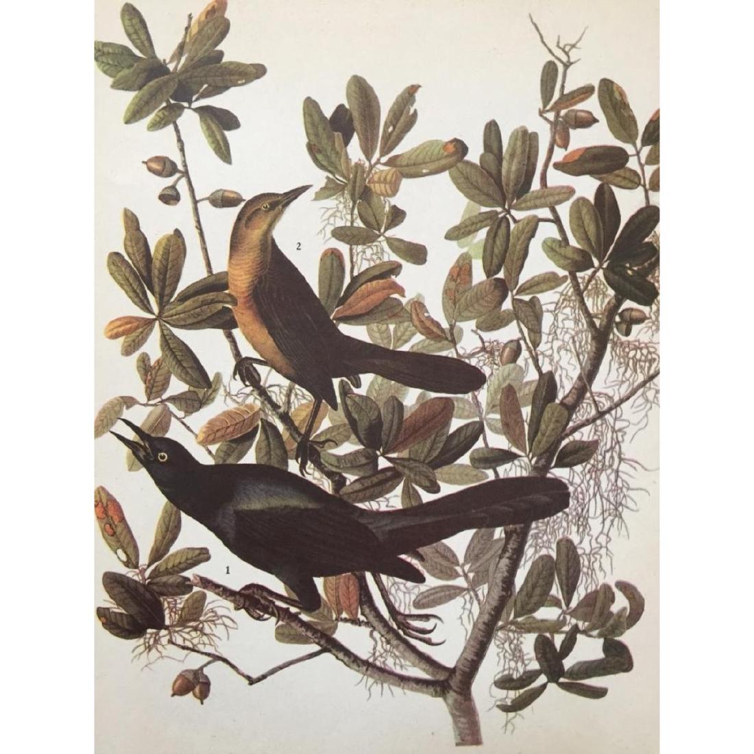 c1946 Audubon Print, #187 Boat-Tailed Grackle: John James Audubon book plate print, from a 1946 Edition of "The Birds of America." # 187 Boat -Tailed Grackle. 9" X 11". Comes with mat.