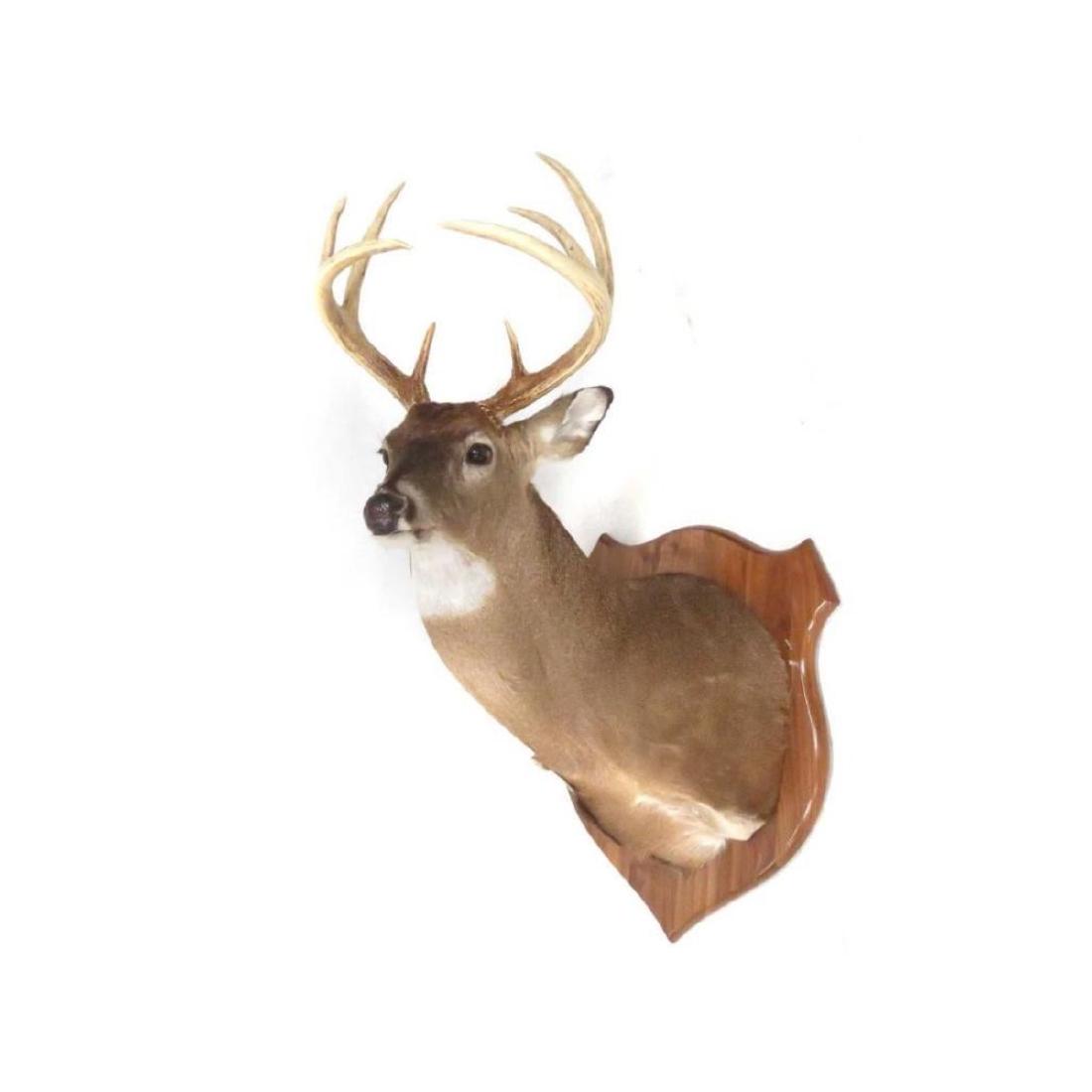 Common Red Buck Deer Shoulder Trophy Mount (8 Pt).: Common Red Buck Deer Shoulder Trophy Mount (8 Pt). - 9885-032518-LA-00280