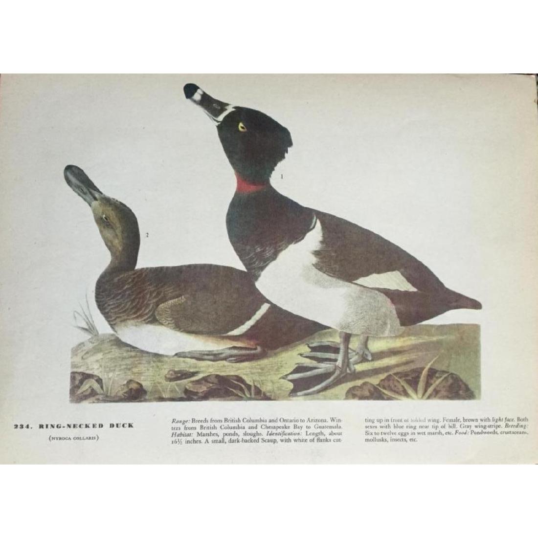 c1946 Audubon Print, #294 Ring-Necked Duck: John James Audubon book plate print #234 Ring-Necked Duck, from a 1946 edition of The Birds Of America. 8 1/2" X 11". Comes with 11" X 14" mat.