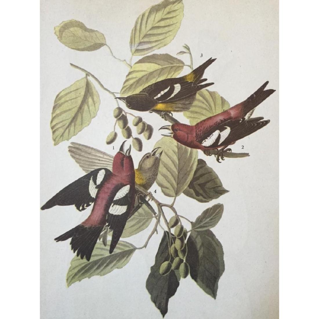 c1946 Audubon Print, # 364 White-Winged Crossbill: John James Audubon, book plate print, from a 1946 edition of "The Birds Of America". #364 White-Winged Crossbill. 8 1/2" X 11 1/2". Comes with 11" X 14" mat.