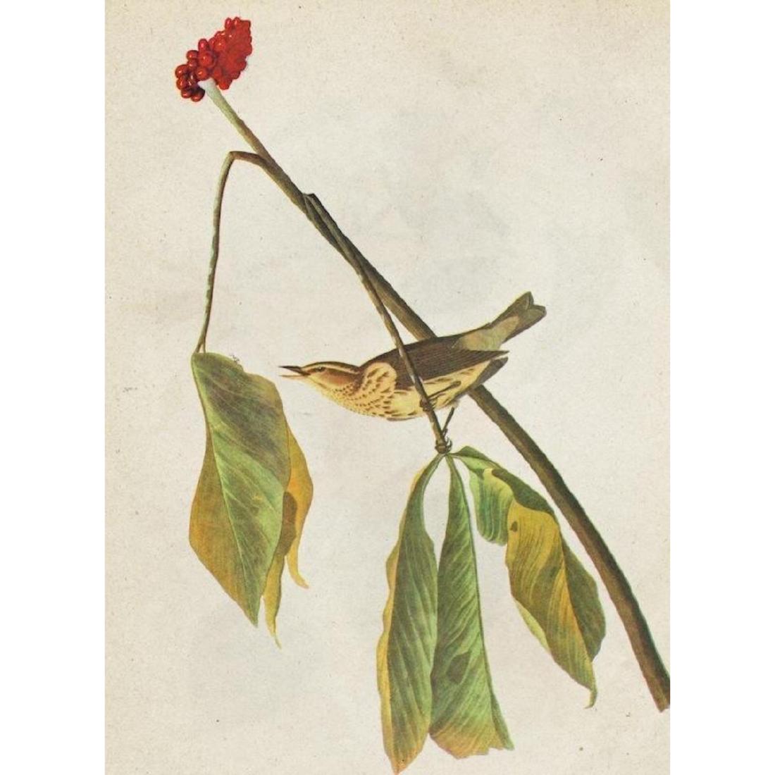 c1946 Audubon Print, #19 Louisiana Water Thrush: John James Audubon, book plate print, from a 1946 edition of " The Birds Of America" , #19 Louisiana Water Thrush. 8 1/2" X 11 1/2". Comes with 11" X 14" mat.