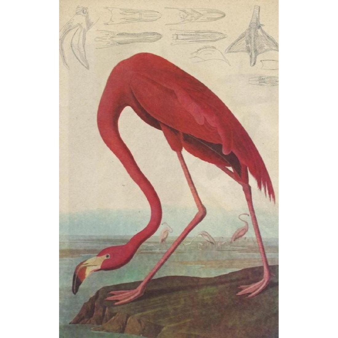 Vintage Audubon Print, Pink Flamingo: Mid 20th Century ( c1950 ) vintage John James Audubon bird print from a boxed set of Audubon Birds of America, Fifty Selections with Commentaries by roger Tory Peterson. Commentary on the reverse. 9" 