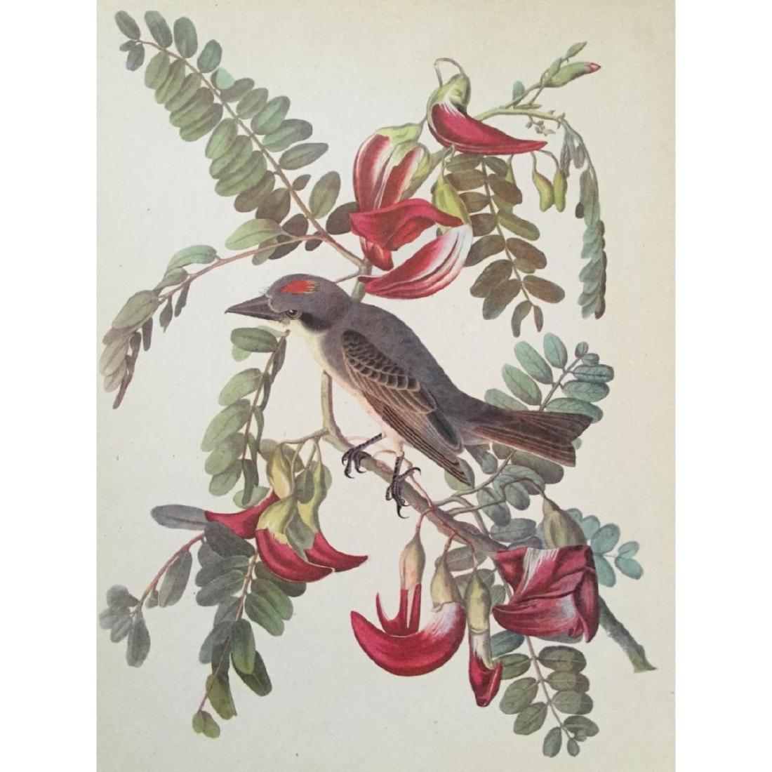 c1946 Audubon Print, #170 Gray Kingbird: John James Audubon, book plate print, # 170 Gray Kingbird, taken from a 1946 edition of "The Birds Of America." 8 1/2" X 11". Comes with 11" X 14" mat.