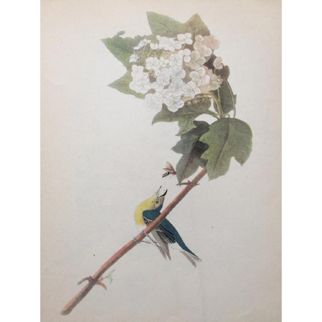 c1946 Audubon Print, #119 Yellow-Throated Vireo: John James Audubon book plate print, from a 1946 edition of "The Birds of America." # 119 Yellow-Throated Vireo. 8 1/2" X 11 1/2". Comes with mat.