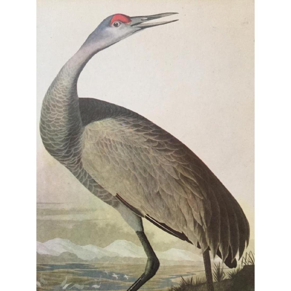 c1946 Audubon Print, #261 Sandhill Crane: John James Audubon, book plate print, # 261 Sandhill Crane, taken from a 1946 edition of "The Birds Of America." 8 1/2" X 11 1/2". Comes with 11" X 14" mat.