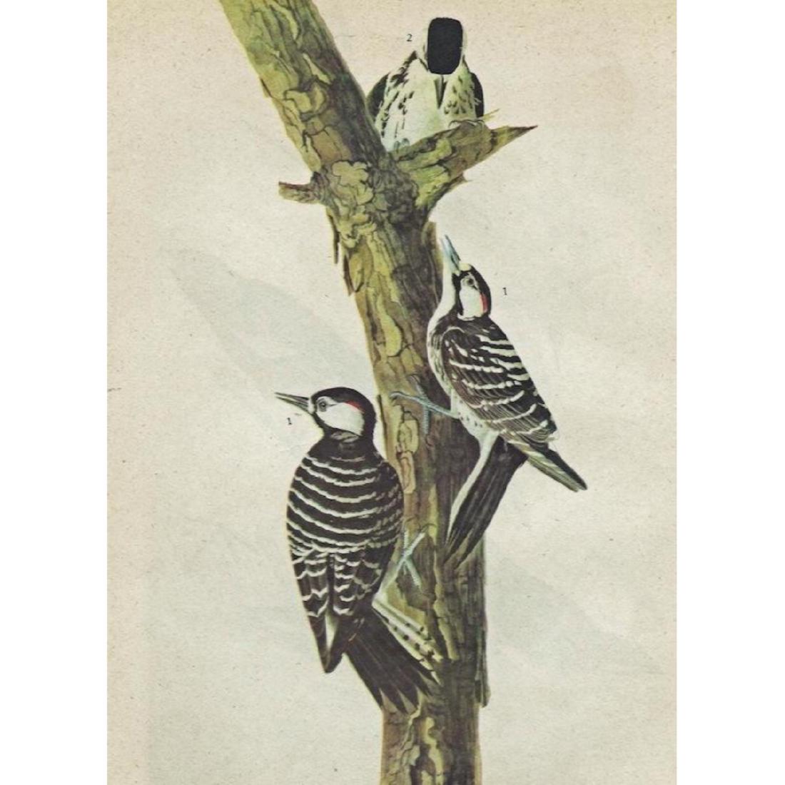 c1946 Audubon Print, #389 Red-Cockaded Woodpecker: John James Audubon print, Red-Cockaded Woodpecker from "The Birds of America". Published c.1946. Comes with mat. 11" X 14" size.