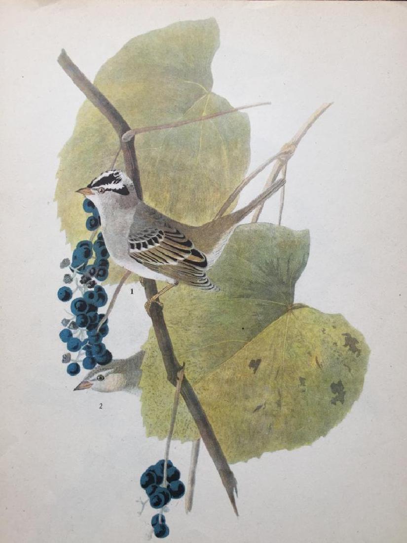 c1946 Audubon Print, White-Crowned Sparrow: John James Audubon book plate print, from a 1946 edition of "The Birds Of America." # 114 White-Crowned Sparrow. 8 1/2" X 11 1/2". Comes with mat.