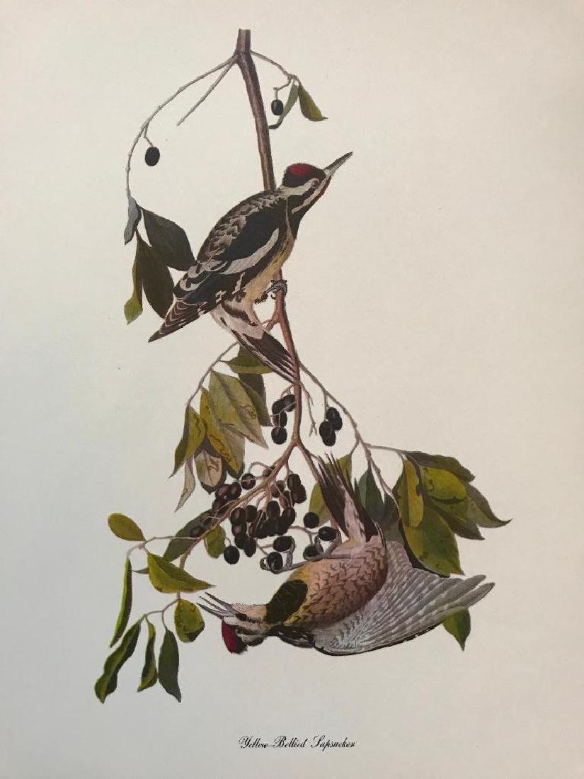 c1950 Audubon Print, #190 Yellow-Bellied Sapsucker: Vintage c1950 print, from the collection, "Audubon - Fifty Selections with commentaries by Roger Tory Peterson". Yellow-Bellied Sapsucker.Â 9" X 12". Comes with mat board.