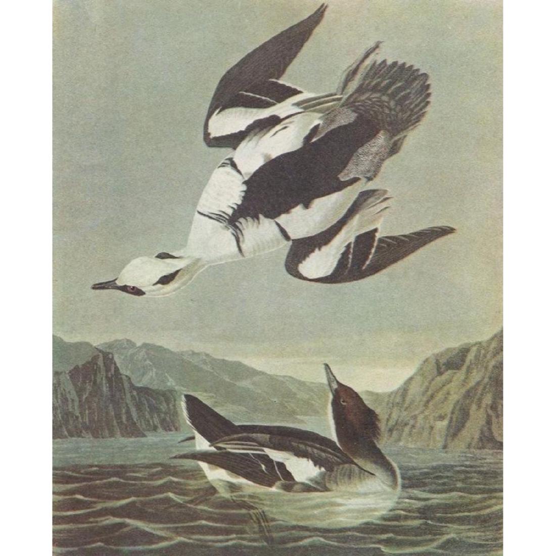 c1946 Audubon Print, #347 Smew, Diving Duck: John James Audubon, book plate print, from a 1946 edition of "The Birds of America". # 347 Smew - small, compact diving duck. 8 1/2" X 11 1/2". Comes with 11 X 14" mat.