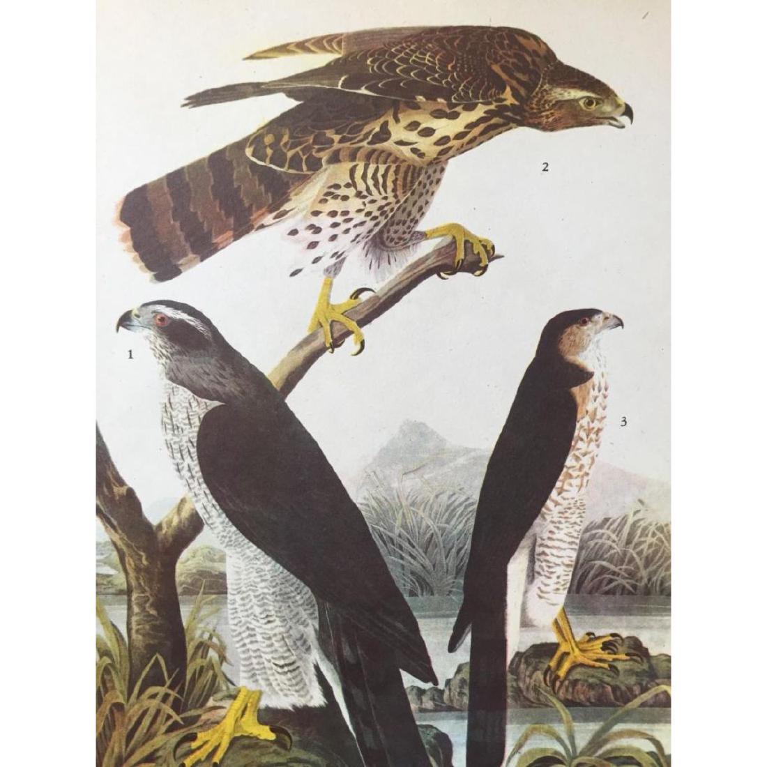 c1946 Audubon Print, #141 Goshawk: John James Audubon, book plate print, from a 1946 edition of The Birds of America." # 141 Goshawk. 8 1/2" X 11 1/2". Comes with 11" X 14" mat.