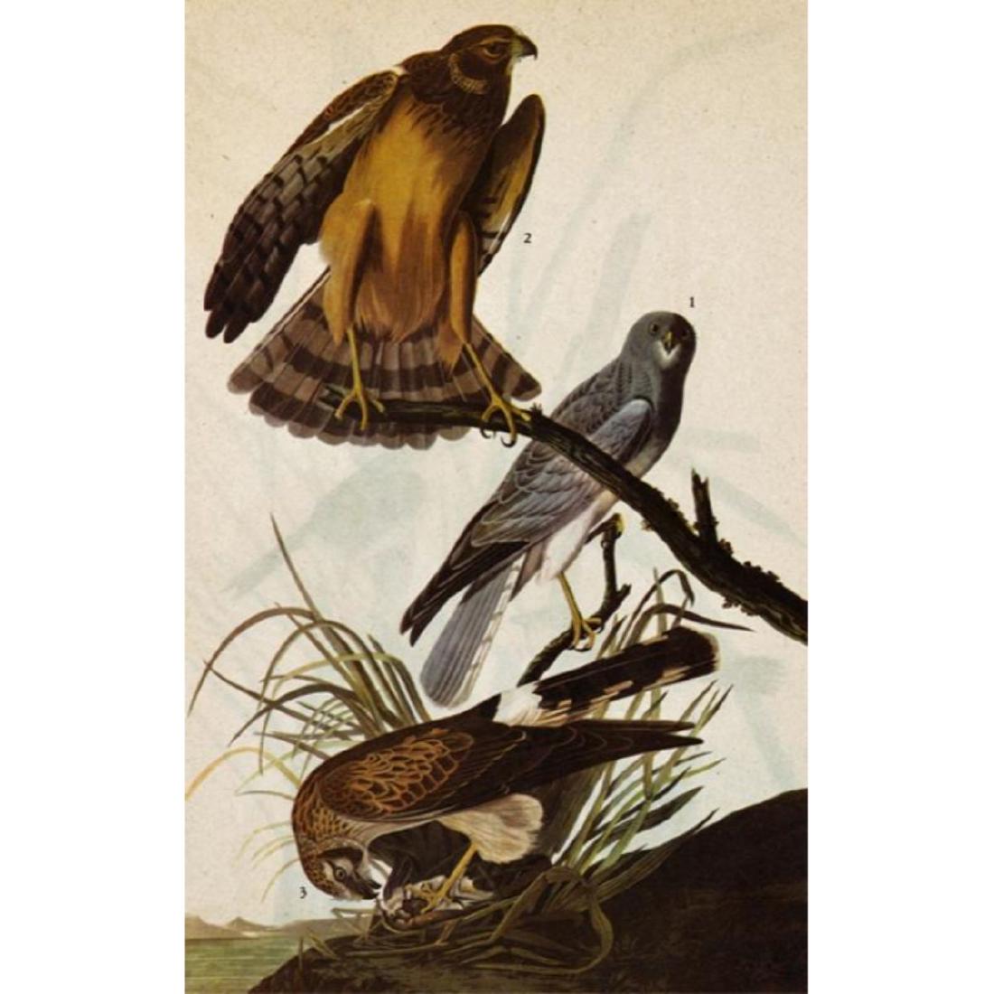 c1946 Audubon Print, Marsh Hawk, #356: John James Audubon print, from a 1946 edition of "The Birds Of America."8 1/2" X 11". Comes with 11" X 14" mat.