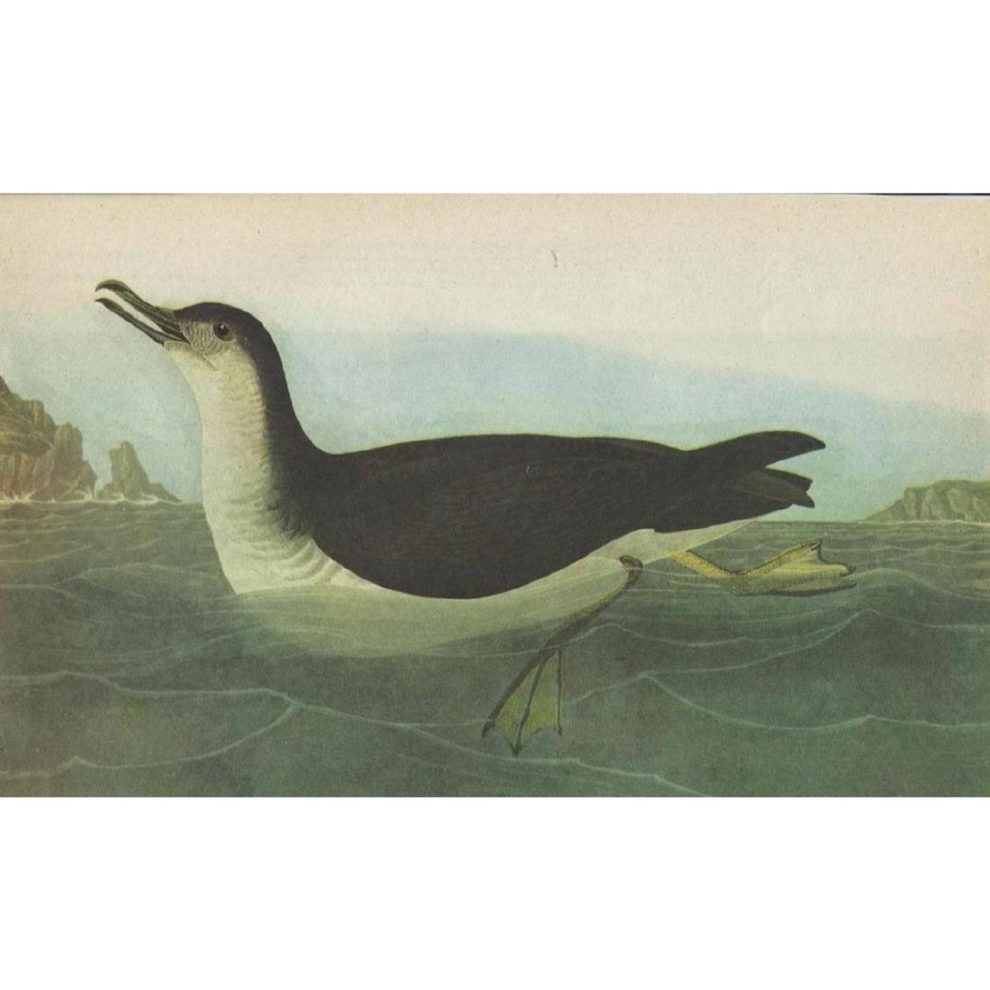 c1946 Audubon Print, Manx Shearwater #295: John James Audubon, book plate print, from a 1946 edition of "The Birds of America". #295 Manx Sherwater. 8 1/2" X 11". Comes with 11" X 14" mat.