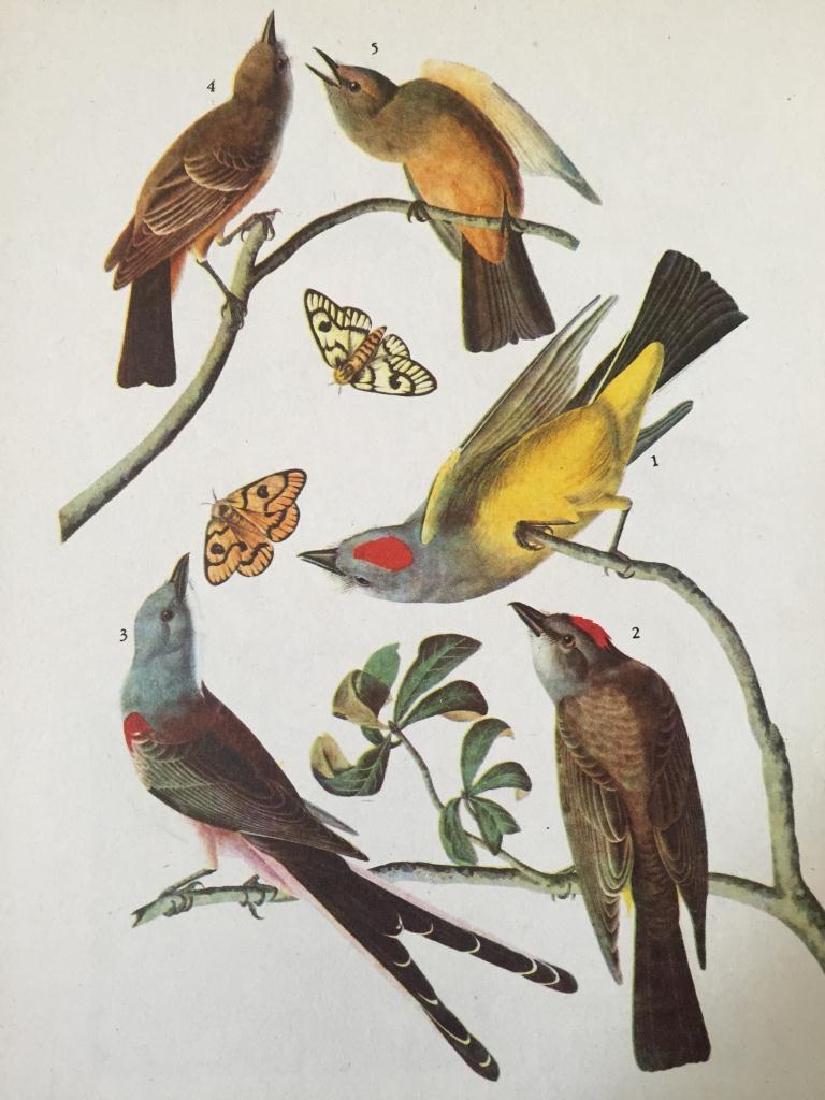 c1946 Audubon Print, #359 Three Tyrant Flycatchers: John James Audubon print, from a c1946 edition of The Birds of America. #Three Tyrant Flycatchers book plate rpint. 8 1/2" X 11 1/2". Comes with 11" X 14" mat.
