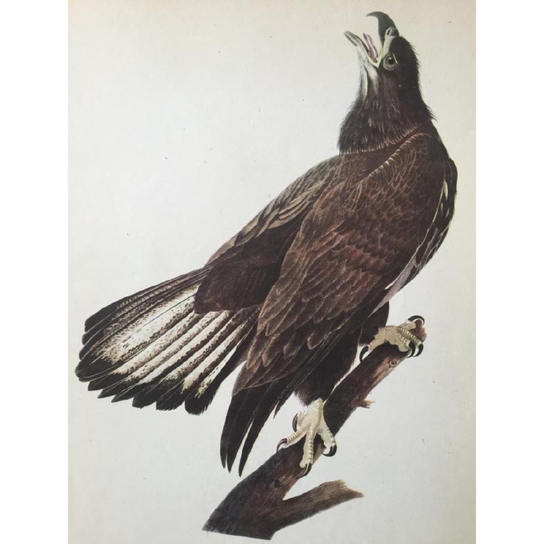 c1946 Audubon Print, #126 Bald Eagle: John James Audubon print, from a 1946 edition of "The Birds Of America". Bald Eagle # 126. 8 1/2" X 11". Comes with 11" X 14" mat.