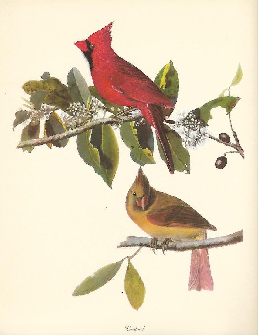 c1950 Audubon Print, Cardinal: c1950 Audubon print, Cardinal - vintage print, from the collection, " Audubon - Fifty Selections With Commentaries by Roger Tory Peterson". 9" X 12" print size. Comes with 11" X 14" mat board.