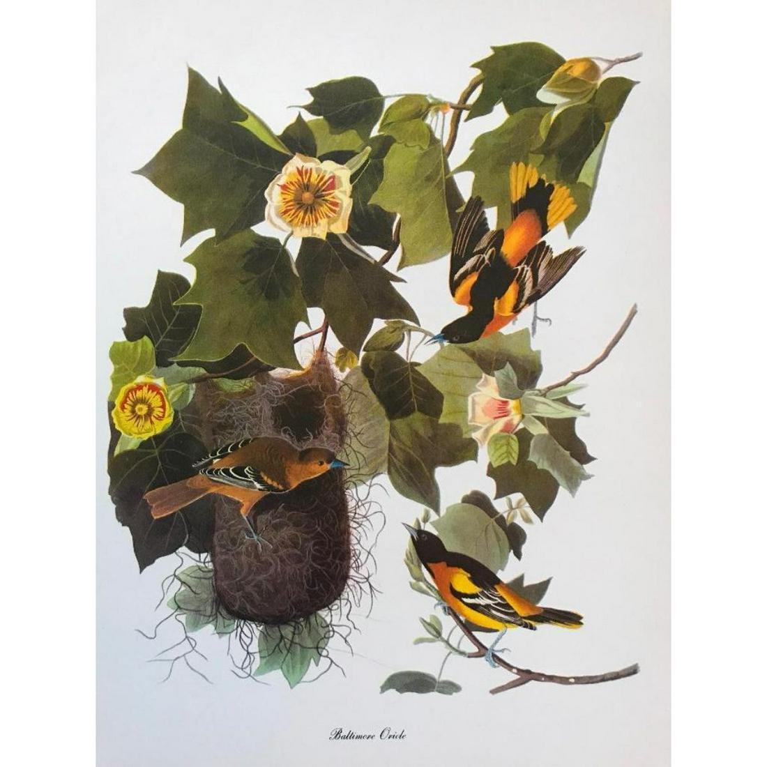 c1950 Audubon Print, Baltimore Oriole: Vintage c1950 print, from the collection, "Audubon - Fifty Selections with commentaries by Roger Tory Peterson". Baltimore Oriole. 9" X 12". Comes with mat board.