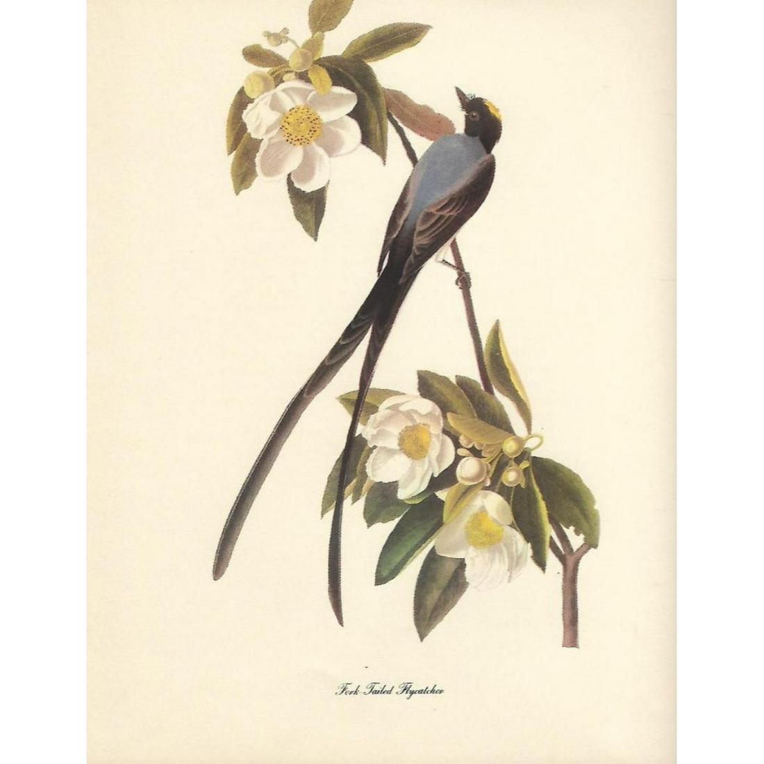 c1950 Audubon Print, Fork-Tailed Flycatcher: c1950 Audubon print, Fork-Tailed Flycatcher - vintage print, from the collection, " Audubon - Fifty Selections With Commentaries by Roger Tory Peterson". 9" X 12" print size. Comes with 11" X 14" mat 