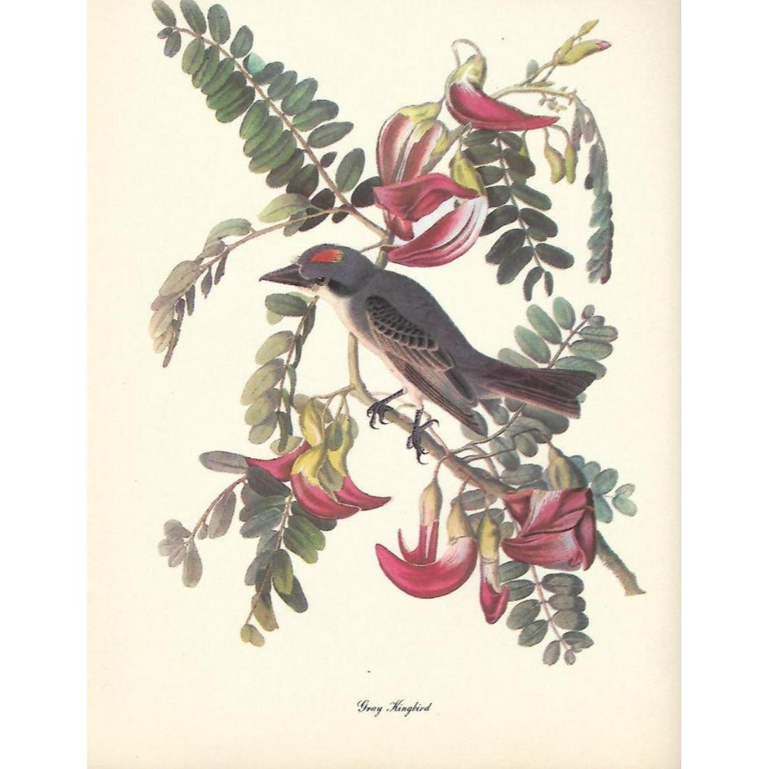 c1950 Audubon Print, Gray Kingbird: c1950 Audubon print, Grey Kingbird - vintage print, from the collection, " Audubon - Fifty Selections With Commentaries by Roger Tory Peterson". 9" X 12" print size. Comes with 11" X 14" mat board.