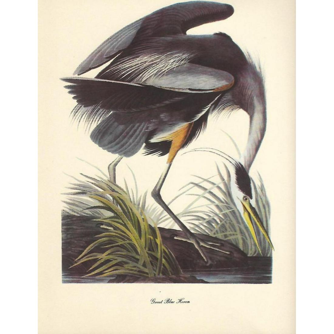 c1950 Audubon Print, Great Blue Heron: c1950 Audubon print, Great Blue Heron - vintage print, from the collection, " Audubon - Fifty Selections With Commentaries by Roger Tory Peterson". 9" X 12" print size. Comes with 11" X 14" mat board.