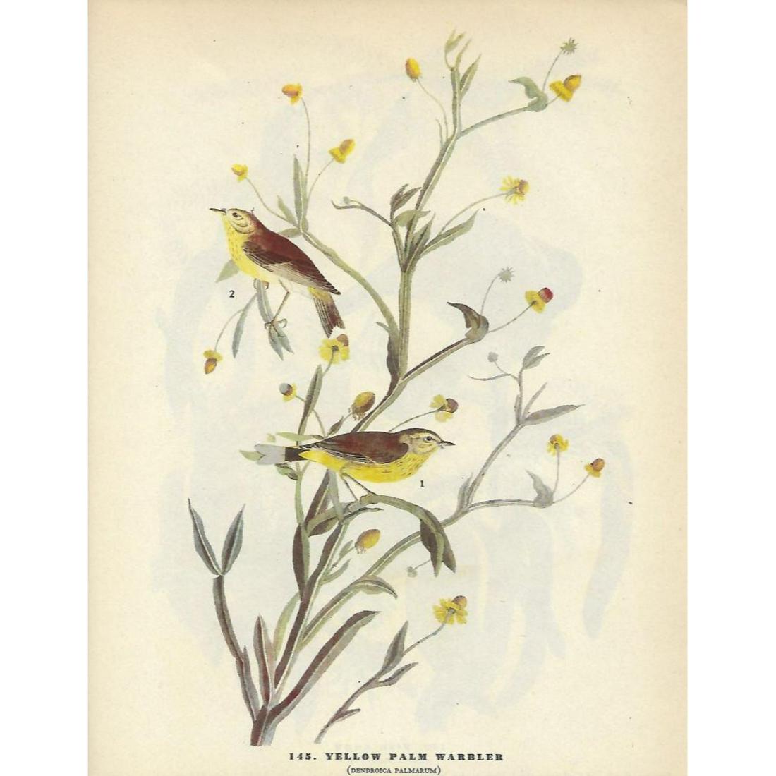 c1946 Audubon Print, Yellow Palm Warbler: John James Audubon print, from a c1946 edition of The Birds of America. # 145 Yellow Palm WarblerÂ book plate print. 8 1/2" X 11 1/2". Comes with 11" X 14" mat.
