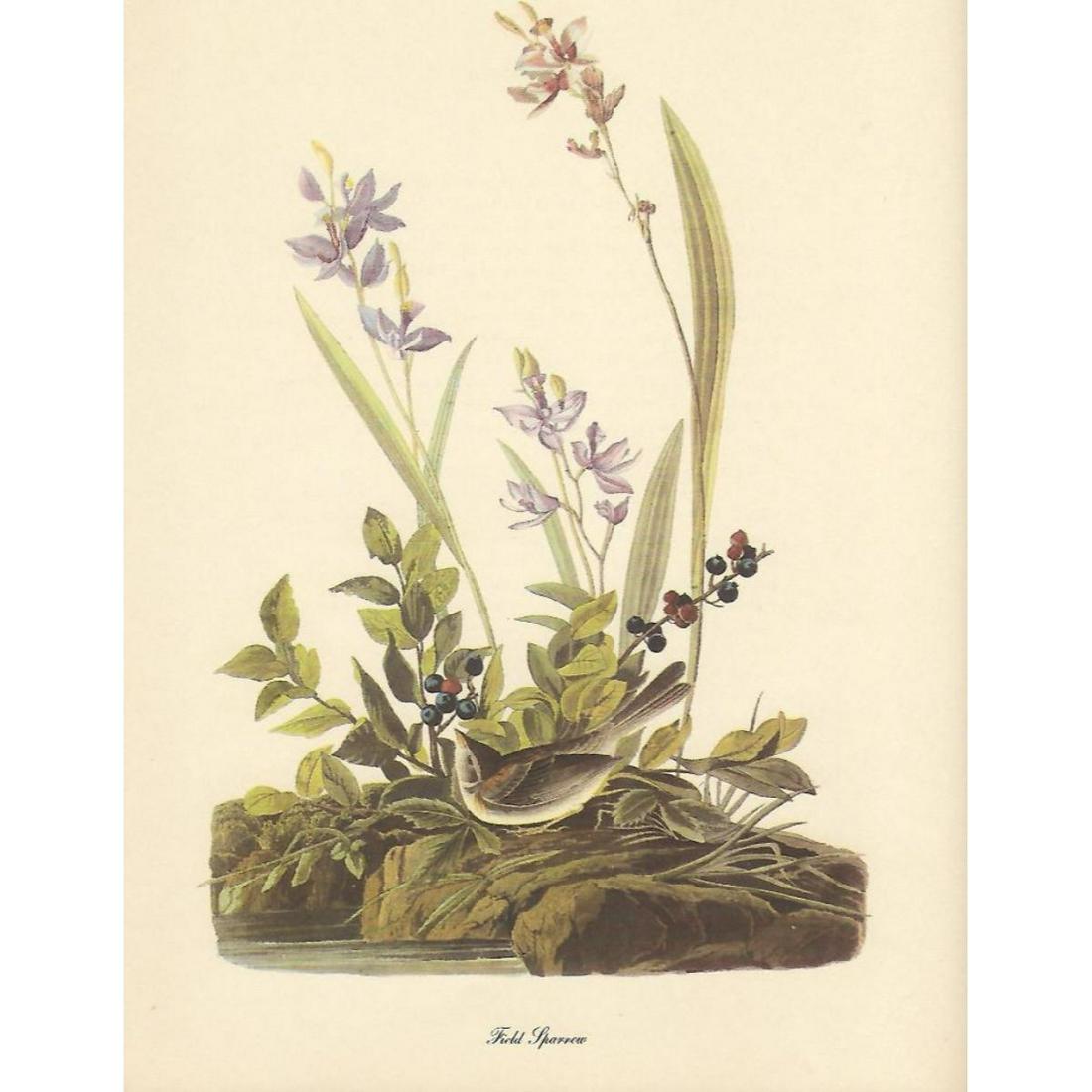 c1950 Audubon Print, Field Sparrow: c1950 Audubon print, Field Sparrow - vintage print, from the collection, " Audubon - Fifty Selections With Commentaries by Roger Tory Peterson". 9" X 12" print size. Comes with 11" X 14" mat board.