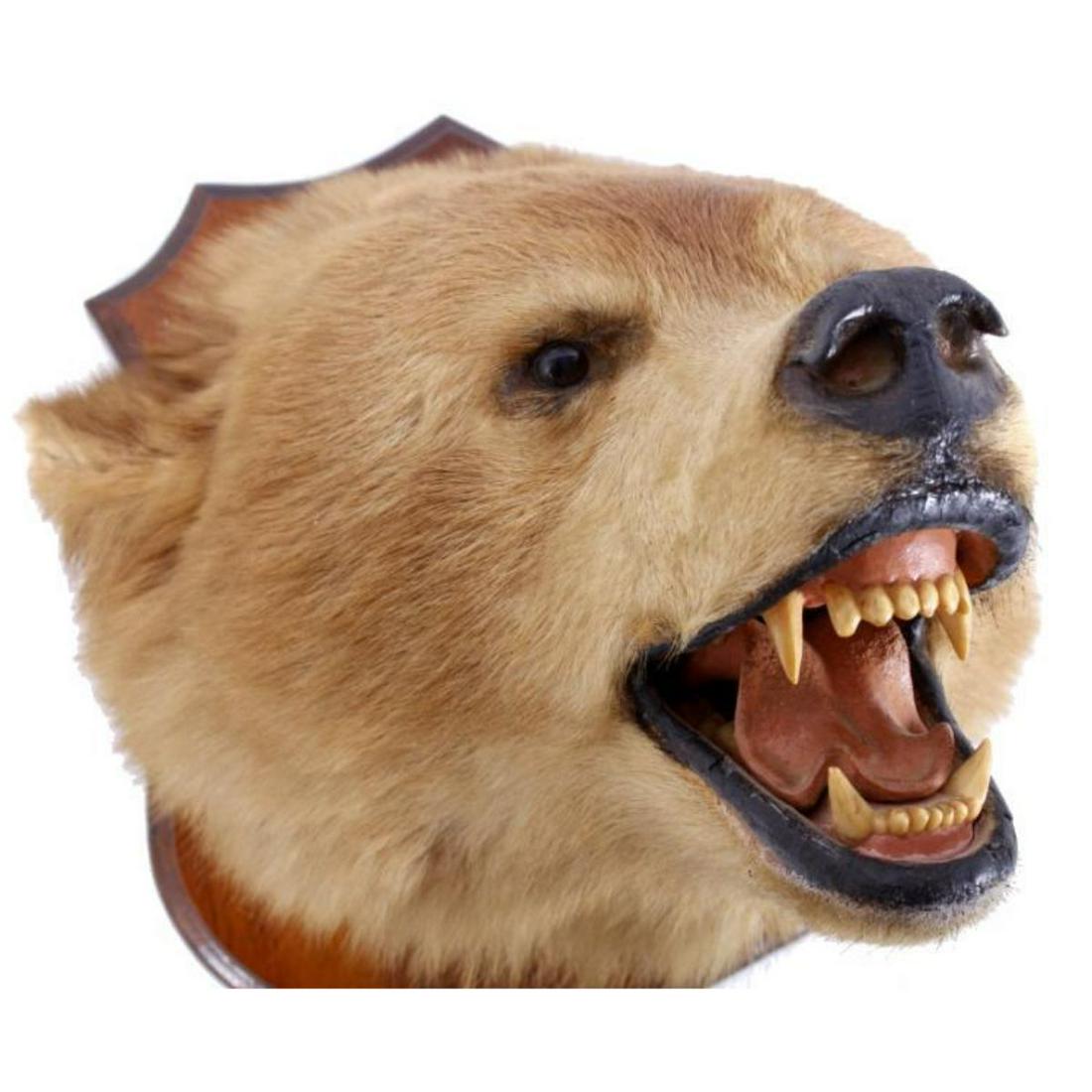 stuffed bear head mount