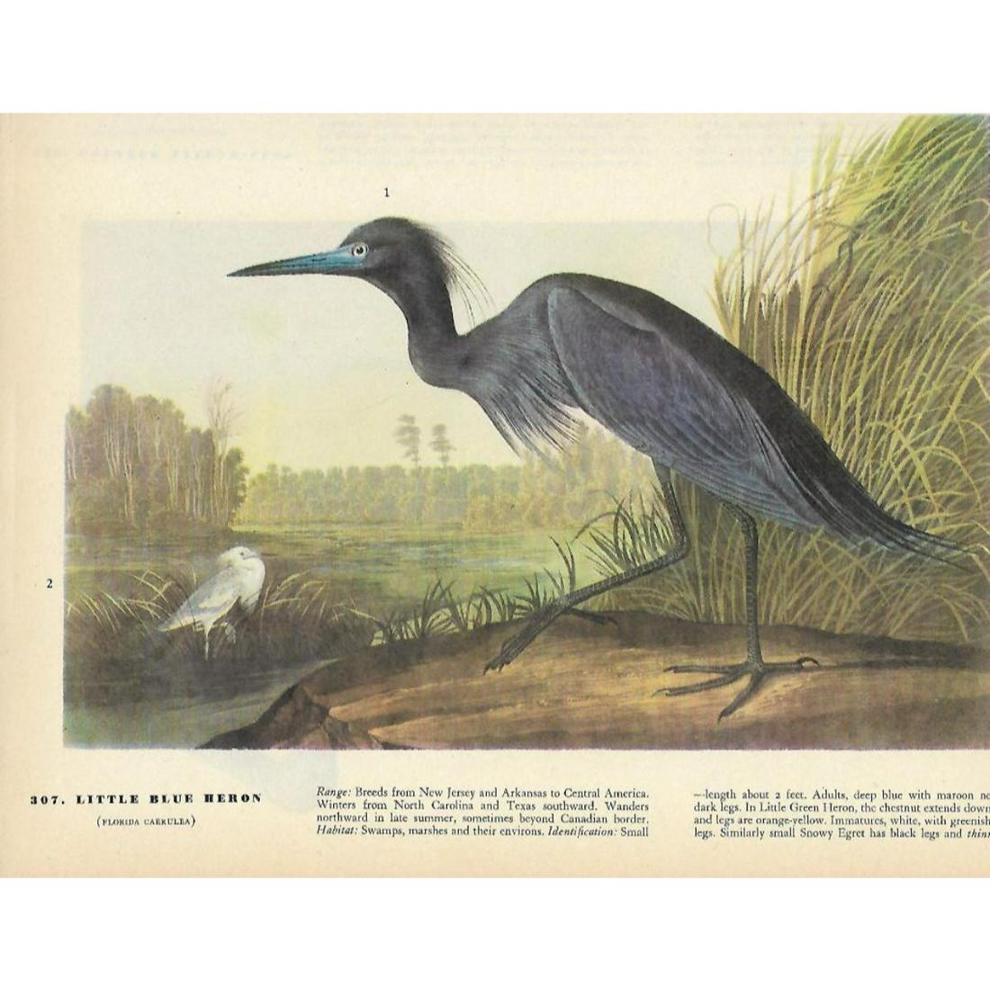 c1946 Audubon Print, Little Blue Heron: John James Audubon, book plate print, # 307 Little Blue Heron, taken from a 1946 edition of "The Birds Of America." 8 1/2" X 11". Comes with 11" X 14" mat.
