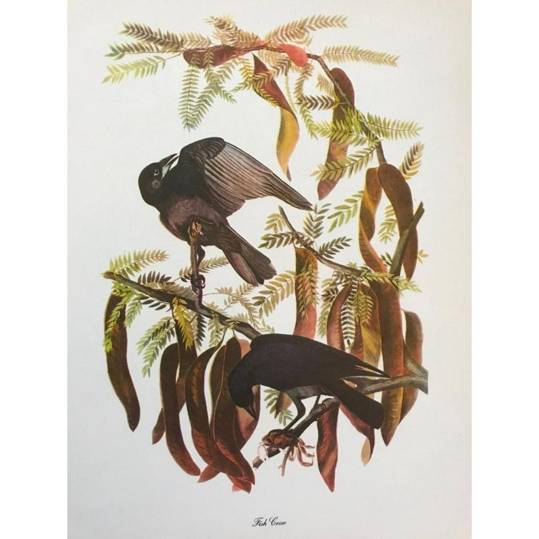 c1950 Audubon Print, Fish Crow: Vintage c1950 print, from the collection, "Audubon - Fifty Selections with commentaries by Roger Tory Peterson". Fish Crow.Â 9" X 12". Comes with mat board.