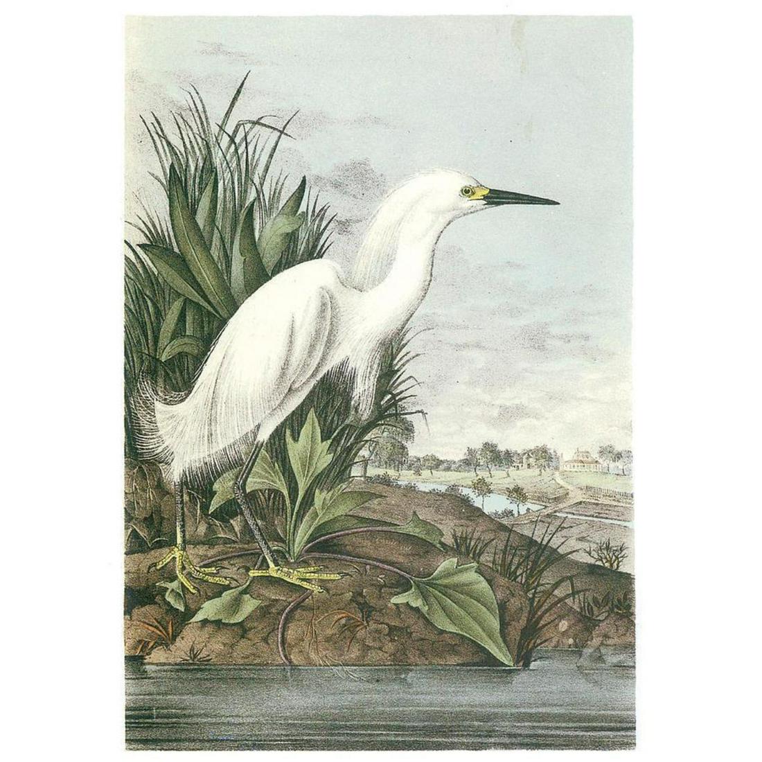 c1946 Audubon Print #242 Snowy Egret: John James Audubon, book plate print, #242 Snowy EgretÂ (x8), taken from a 1946 edition of "The Birds Of America". 8 1/2" X 11 1/2". Comes with 11" X 14" mat for framing. Â