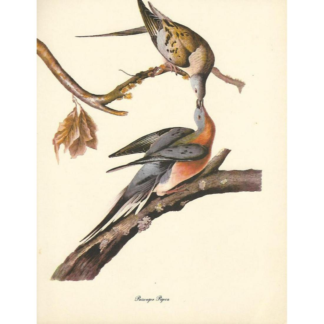 c1950 Audubon Print, Passenger Pigeon: c1950 Audubon print, Passenger Pigeon - vintage print, from the collection, " Audubon - Fifty Selections With Commentaries by Roger Tory Peterson". 9" X 12" print size. Comes with 11" X 14" mat board.