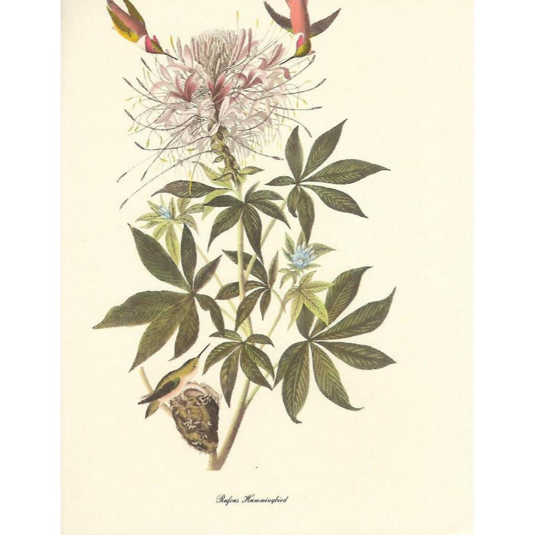 c1950 Audubon Print, Rufus Hummingbird: c1950 Audubon print, Rufus Hummingbird - vintage print, from the collection, " Audubon - Fifty Selections With Commentaries by Roger Tory Peterson". 9" X 12" print size. Comes with 11" X 14" mat board
