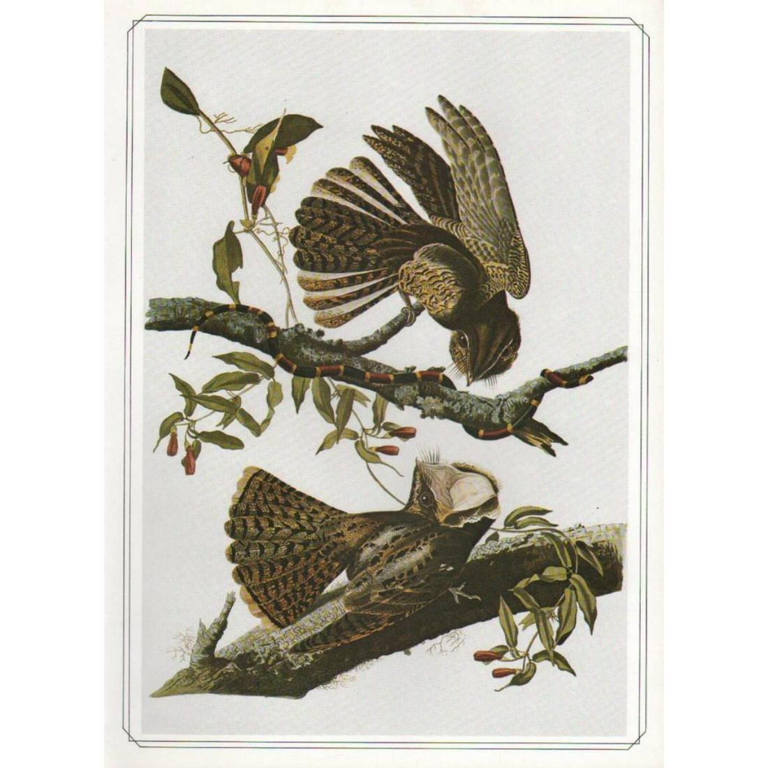 c1946 Audubon Print #52 Chuck-Will's-Widow: John James Audubon, book plate print, #52 Chuck-Will's-Widow, taken from a 1946 edition of "The Birds Of America". 8 1/2" X 11 1/2". Comes with 11" X 14" mat for framing. Â