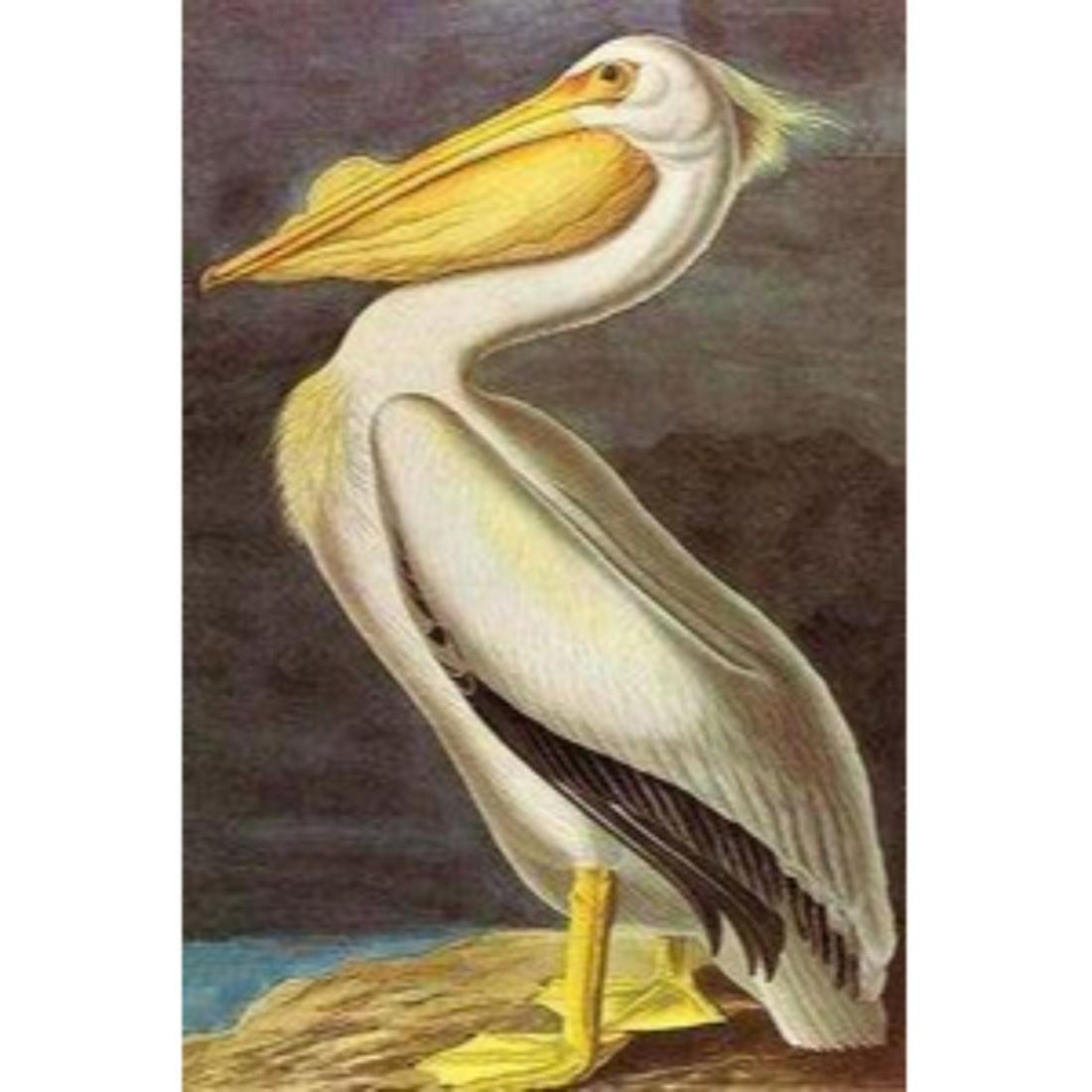 c1946 Audubon Print, #311 White Pelican: John James Audubon, book plate print, #311 White Pelican, taken from a 1946 edition of "The Birds Of America". 8 1/2" X 11 1/2". Comes with 11" X 14" mat. Â