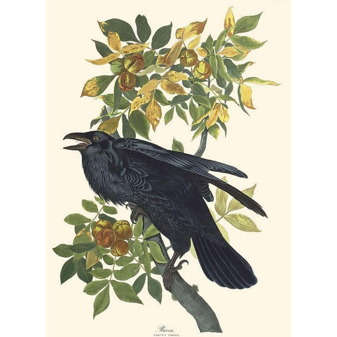 c1946 Audubon Print, #101 Raven: John James Audubon, book plate print, #101 Raven, taken from a 1946 edition of "The Birds Of America". 8 1/2" X 11 1/2". Comes with 11" X 14" mat for framing.