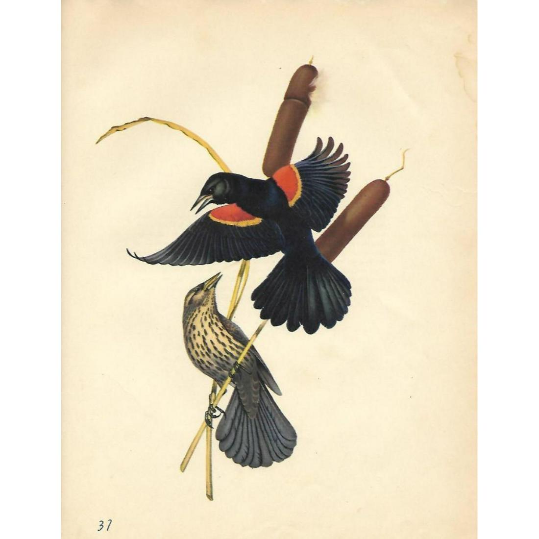 Vintage Menaboni Bird Picture â€“ Red-wing Blackbird: Original book plate â€“ Red-wing Blackbird. Vintage book plate taken from a Menaboniâ€™s Birds book by Athos Menaboni. 9”x12” print size.. Comes with 11" X 14" mat. Athos Menabon