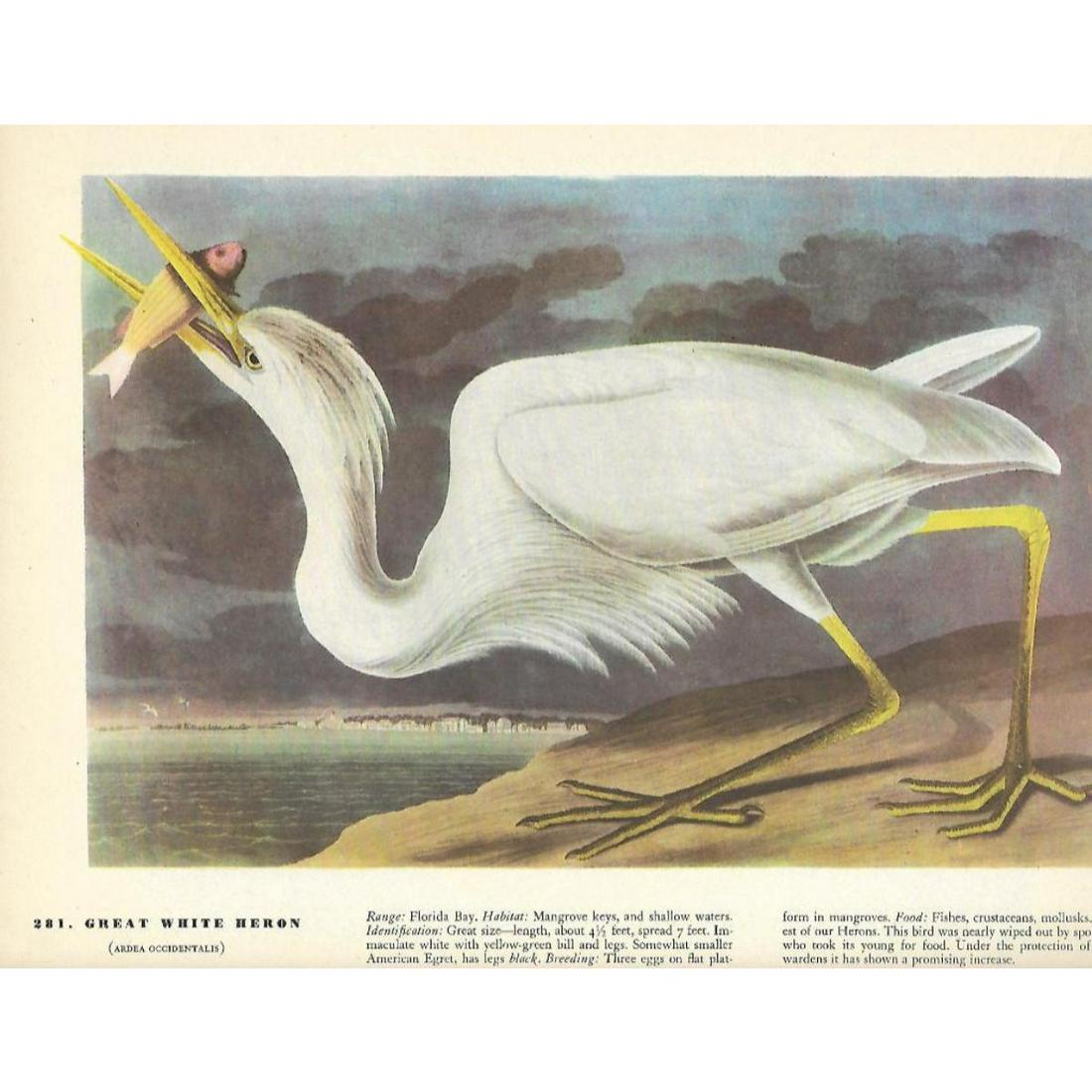 c1946 Audubon Print, #281 Great White Heron: John James Audubon, book plate print, #281 Great White Heron, taken from a 1946 edition of "The Birds Of America". 8 1/2" X 11 1/2". Comes with 11" X 14" mat for framing.