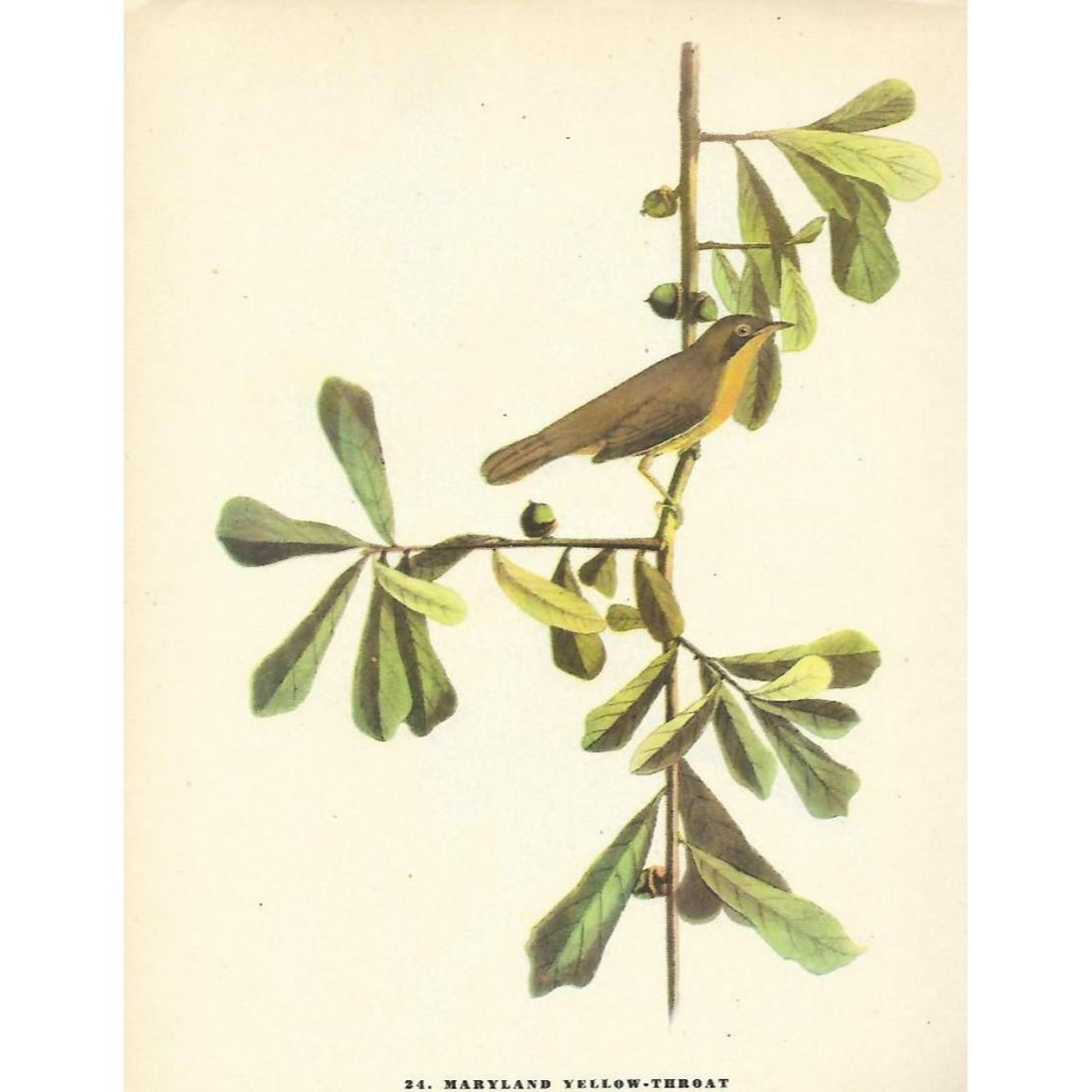 c1946 Audubon Print, #24 Maryland Yellow-Throat (x9): John James Audubon, book plate print, #24 Maryland Yellow-Throat,taken from a 1946 edition of "The Birds Of America". 8 1/2" X 11 1/2". Comes with 11" X 14" mat. Ã‚Â