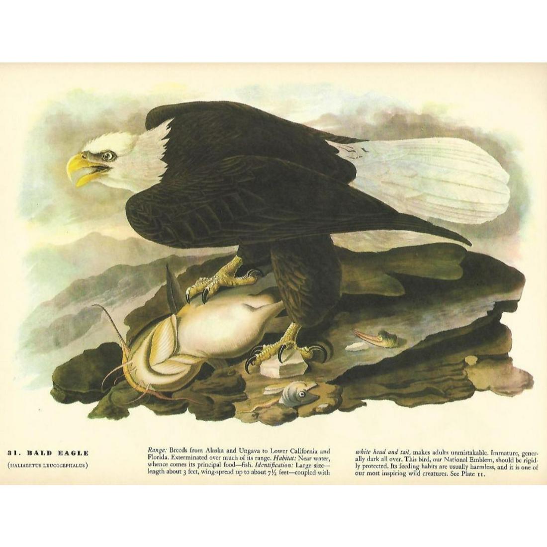 c1946 Audubon Print, #31 Bald Eagle: John James Audubon print, from a 1946 edition of "The Birds Of America". Bald Eagle # 31. 8 1/2" X 11". Comes with 11" X 14" mat.