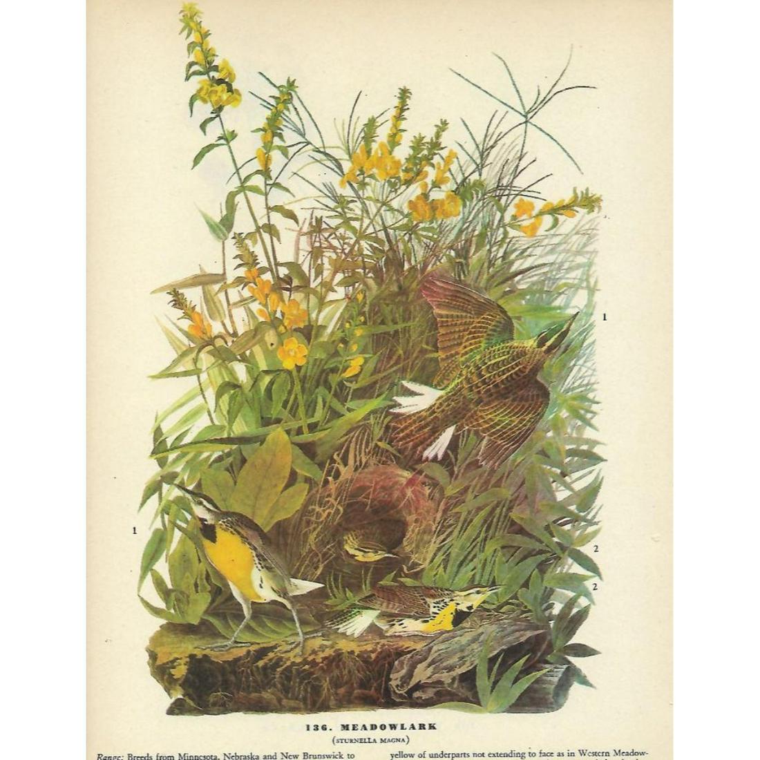 c1946 Audubon Print, #136 Meadow Lark: John James Audubon, book plate print, # 136 Meadow Lark, taken from a 1946 edition of "The Birds Of America." 8 1/2" X 11". Comes with 11" X 14" mat.